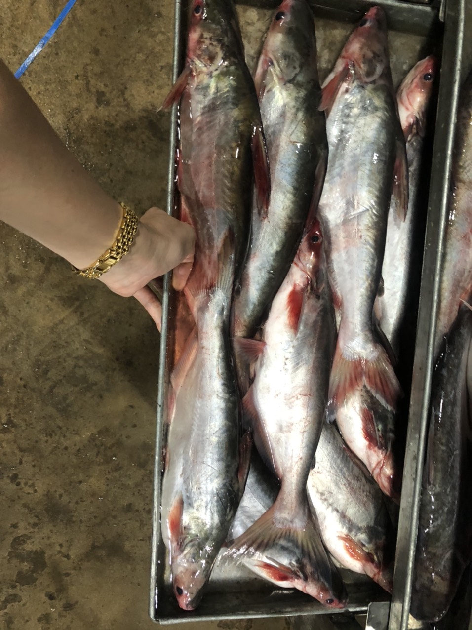 Yellowtail catfish, Shutchi catfish